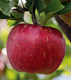 Apfel