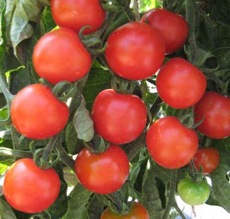 Eisheilige fallen heuer aus – ukrainische Tomaten