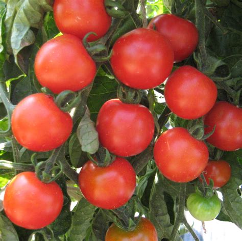 Eisheilige fallen heuer aus – ukrainische Tomaten