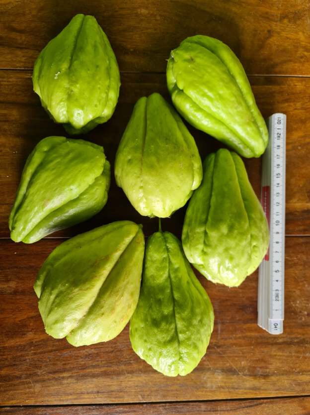 Chayote